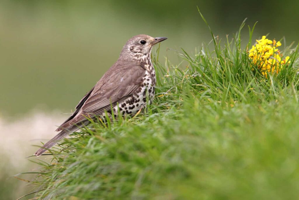 Song Thrushes