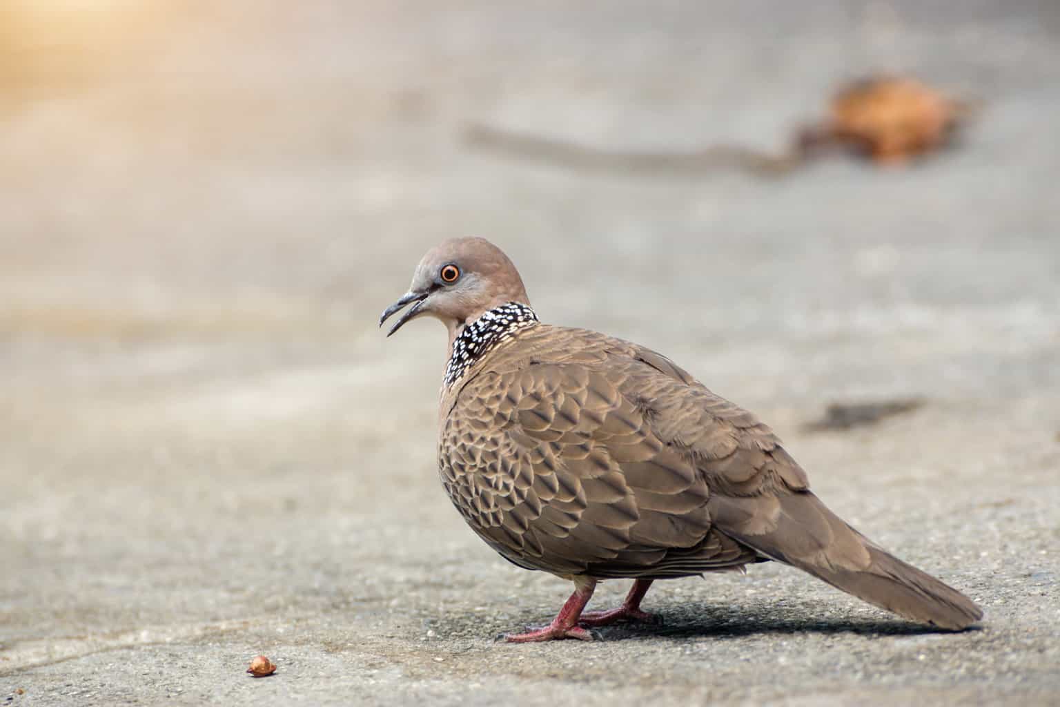 Spotted Dove