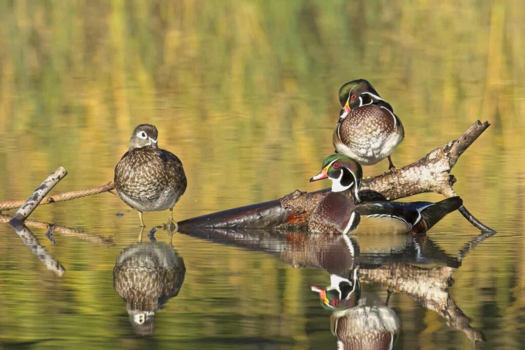 20 Ducks in New York – Our Guide to What You Can Expect!