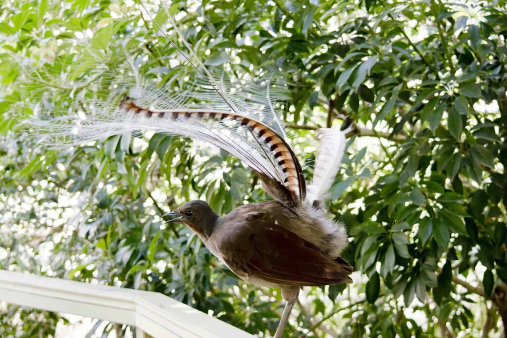 bird sounds like chainsaw