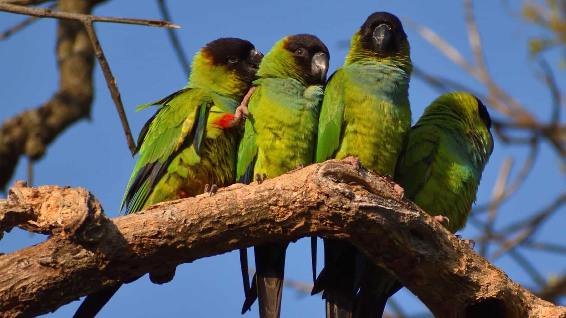 birds that look like parrots