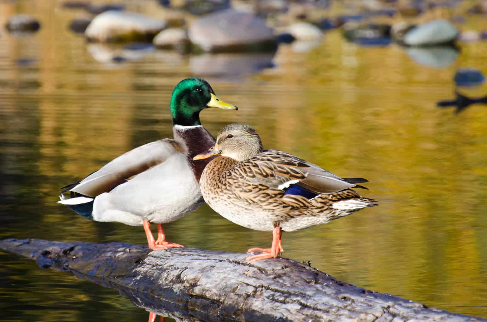 Ducks in Minnesota