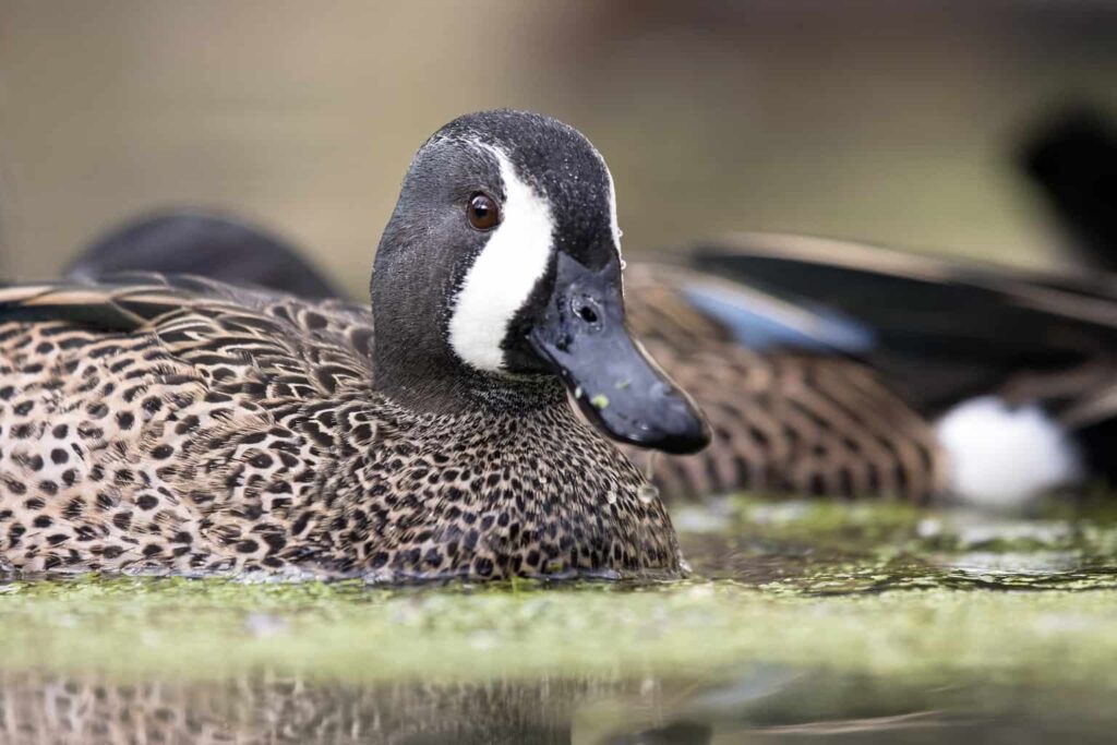 Ducks in South Dakota