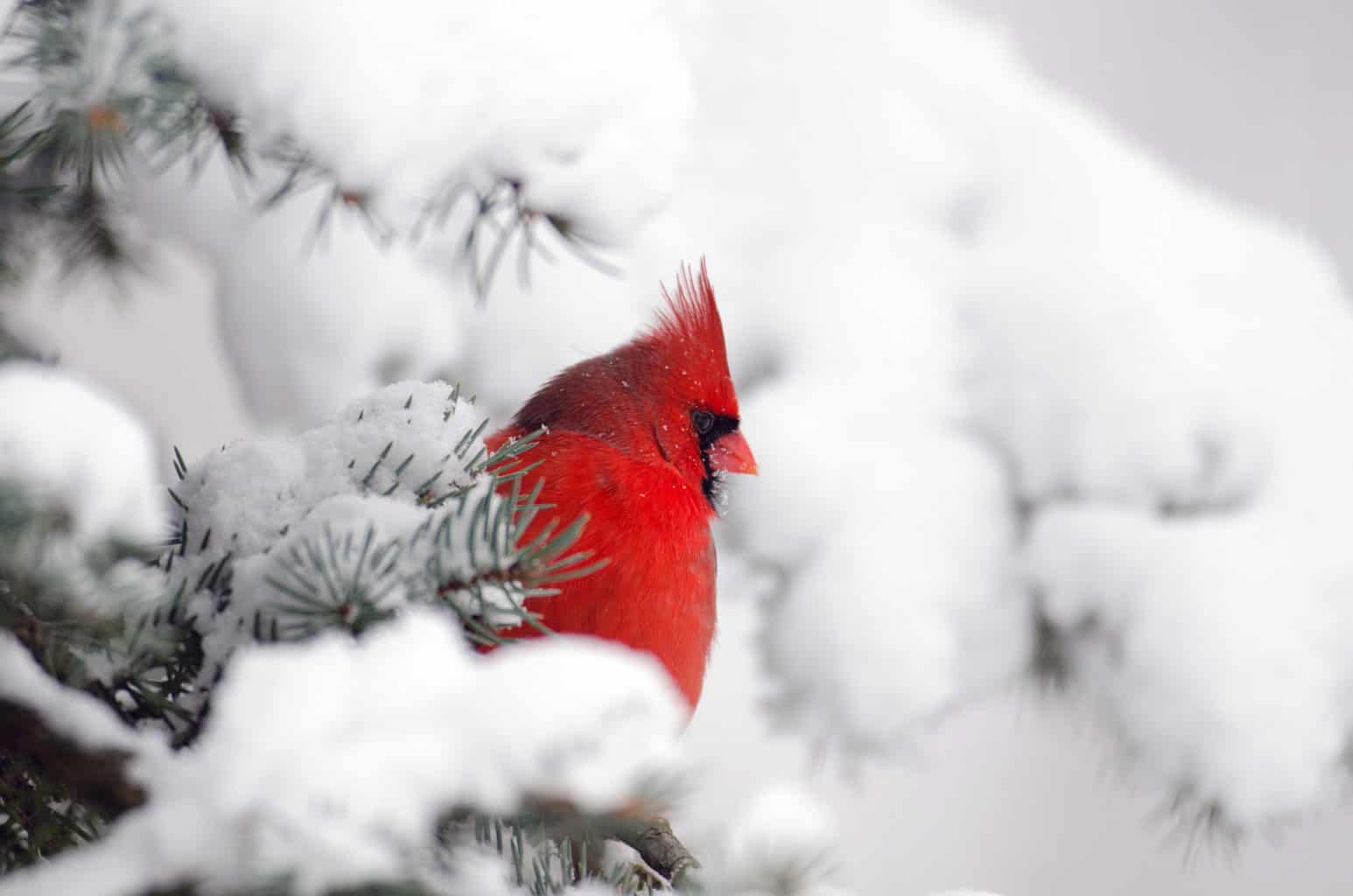 Northern cardinal perched on a snow-covered spruce