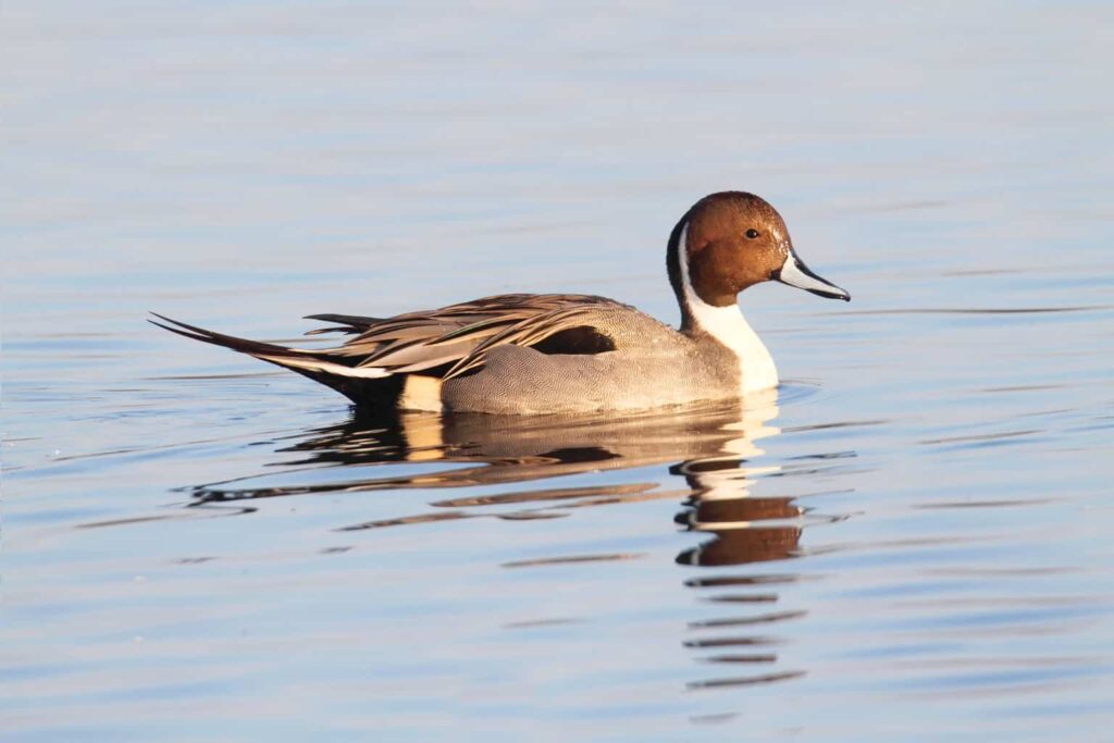 Ducks in Iowa