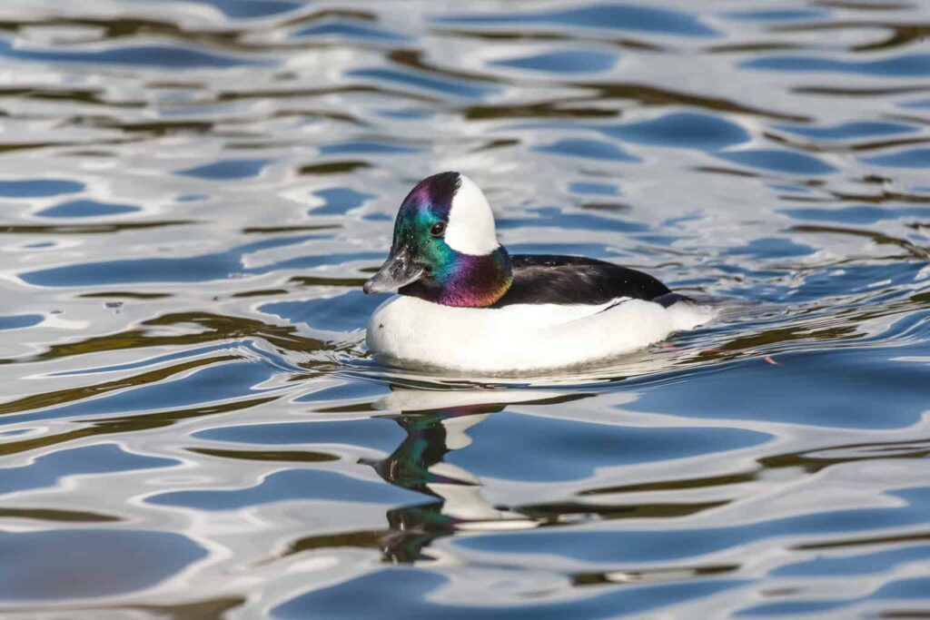 Ducks in Vermont
