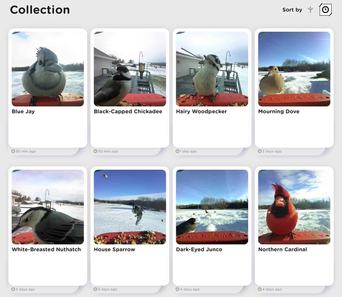 screenshot of bird buddy gallery with birds