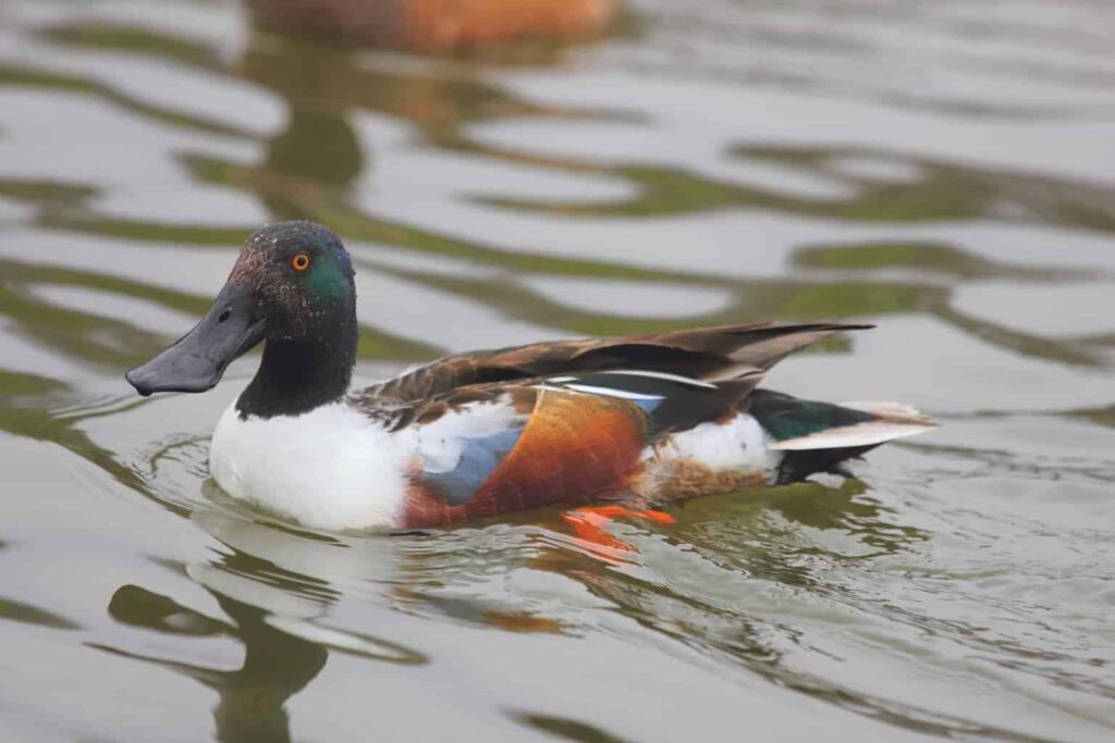 ducks in missouri