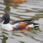 ducks in missouri