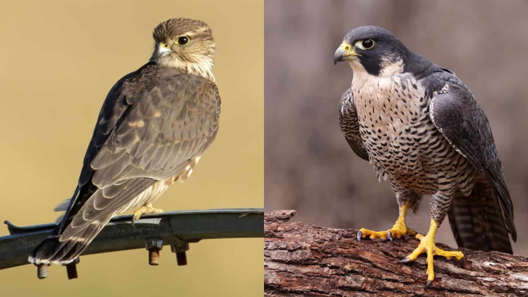 merlin vs peregrine falcon
