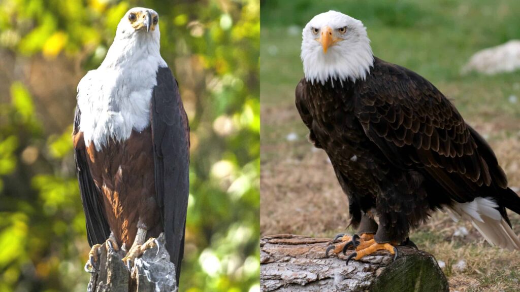 African Fish Eagle vs Bald Eagle