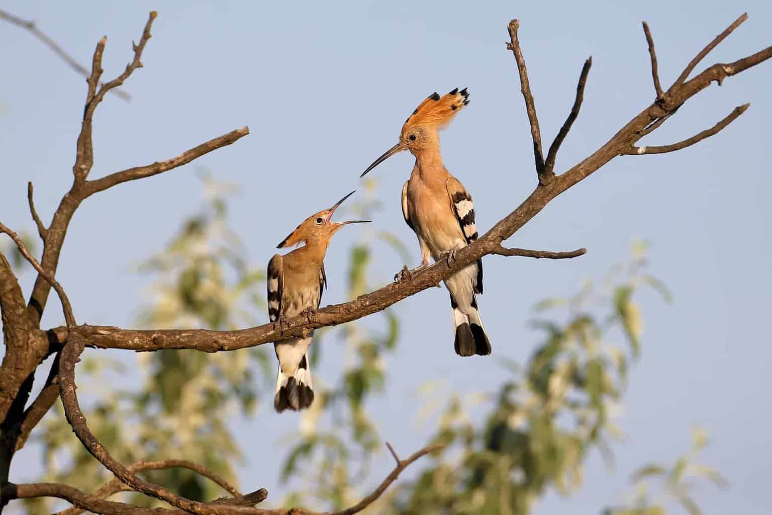 Blue Crested Hoopoe