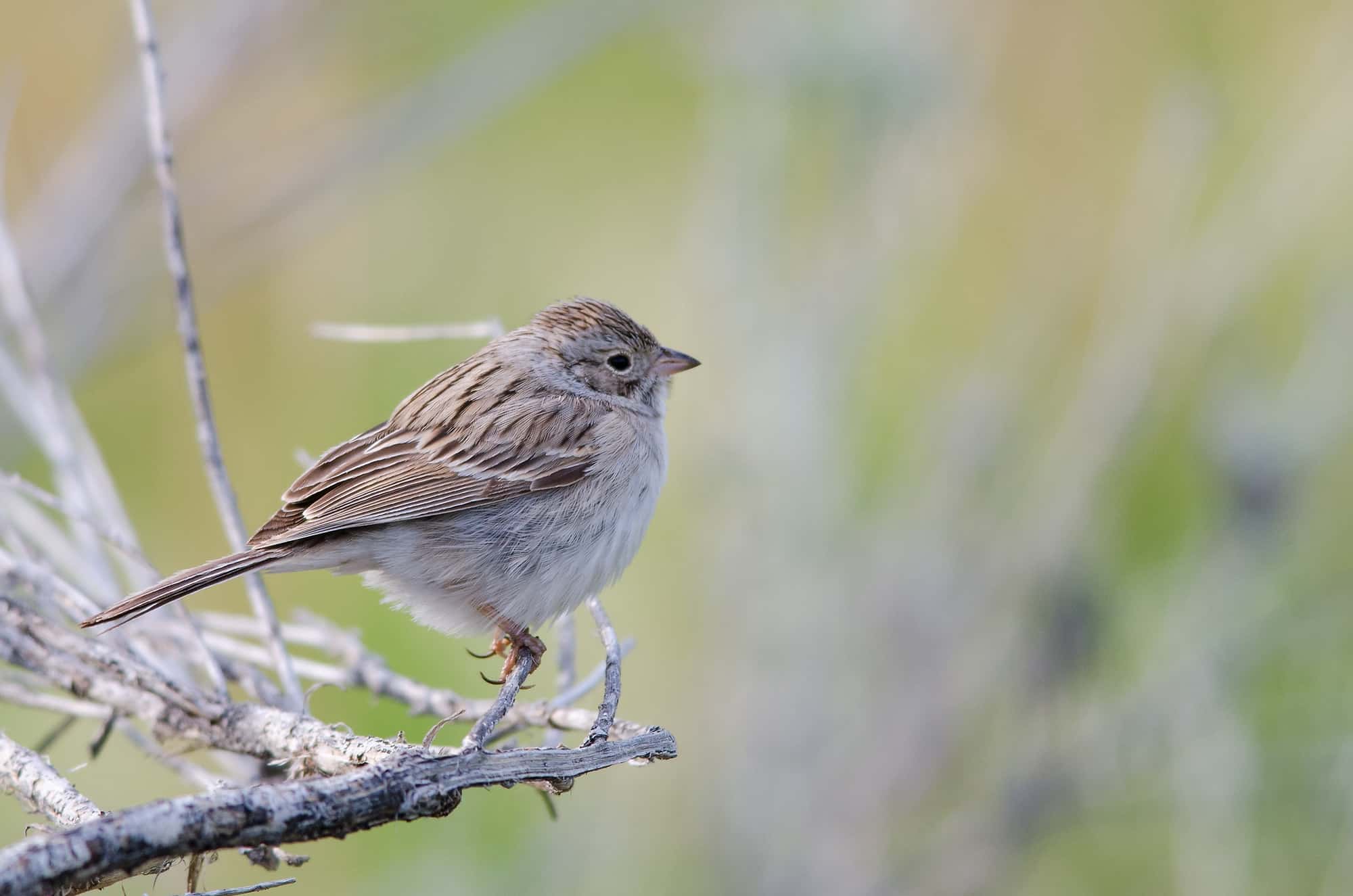 Brewer’s Sparrow