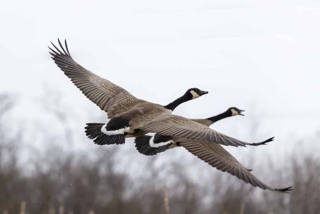 Ducks in New Mexico