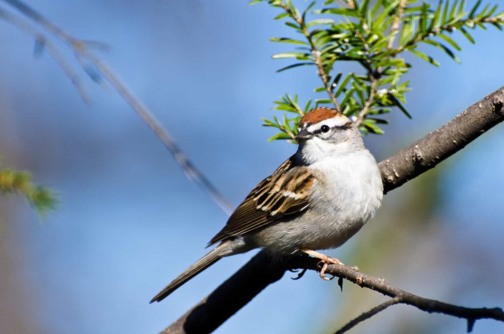 Sparrows in California