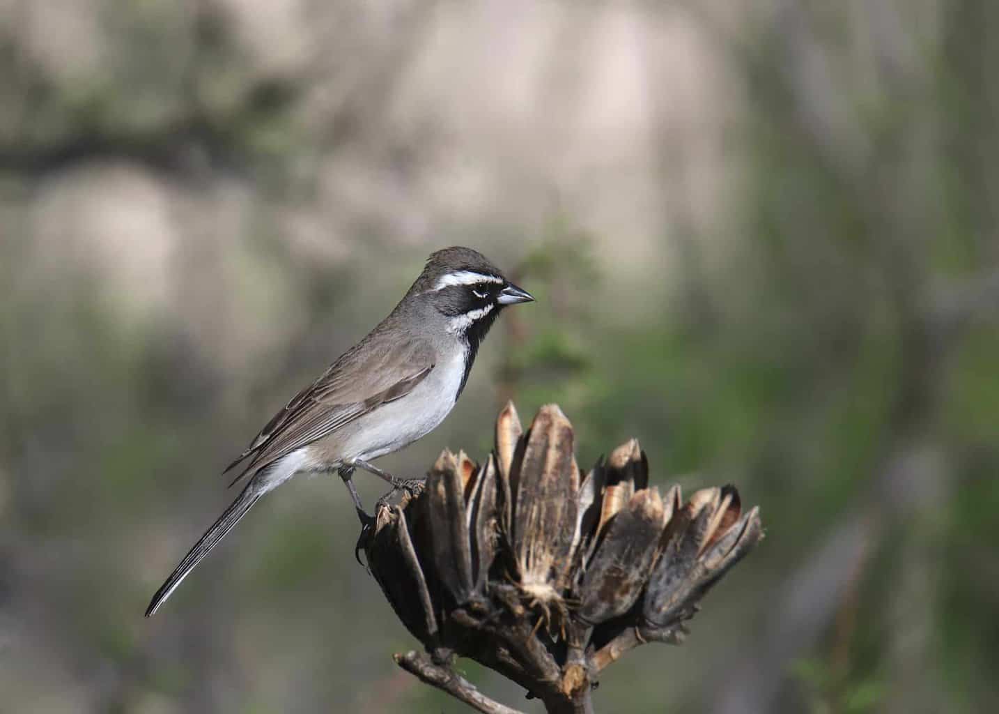 Sparrows in New Mexico