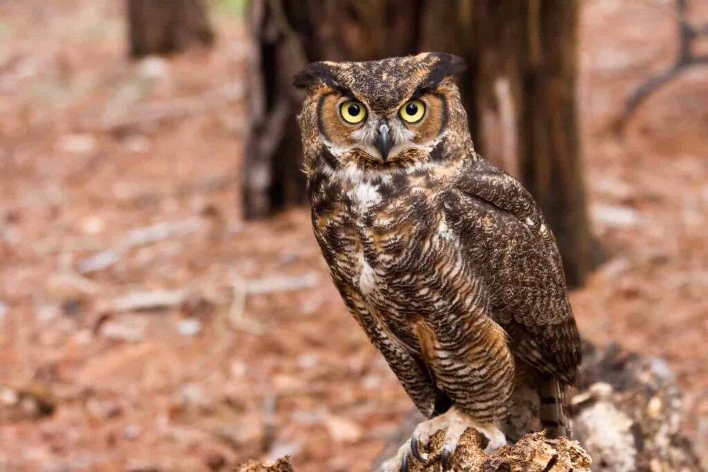 are owls raptors