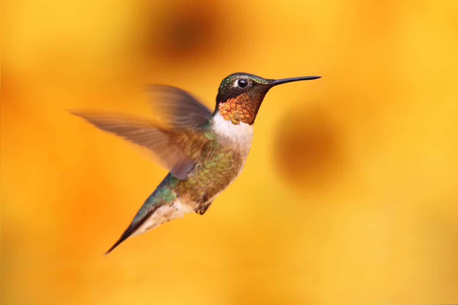 yellow throated hummingbird