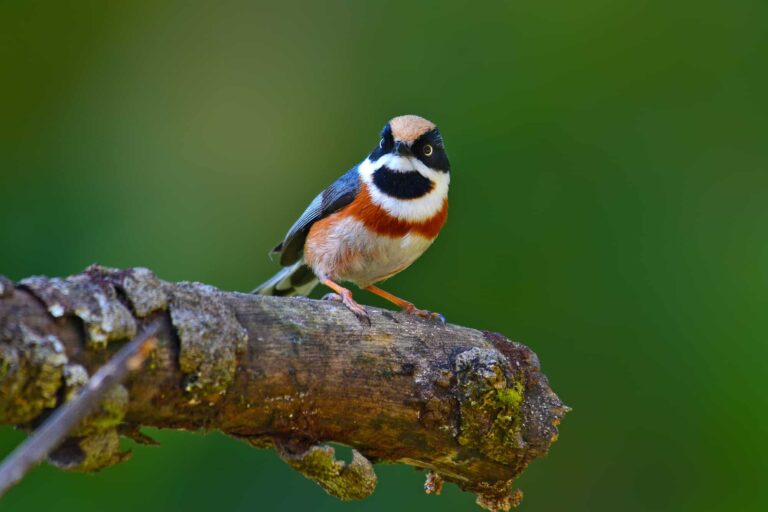 Black-throated Tit bird