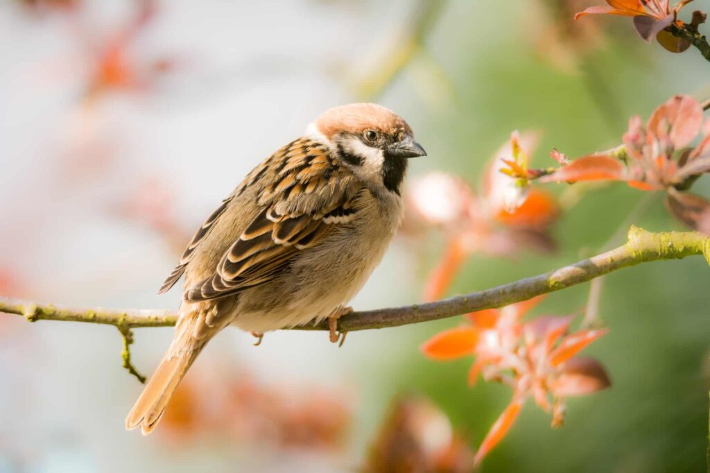 Sparrows in Iowa