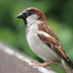 Sparrows in New Jersey