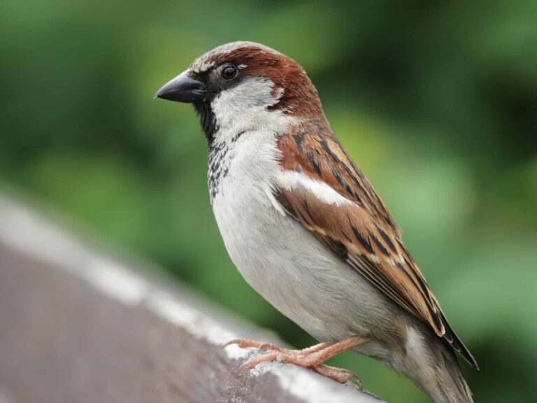 Sparrows in New Jersey