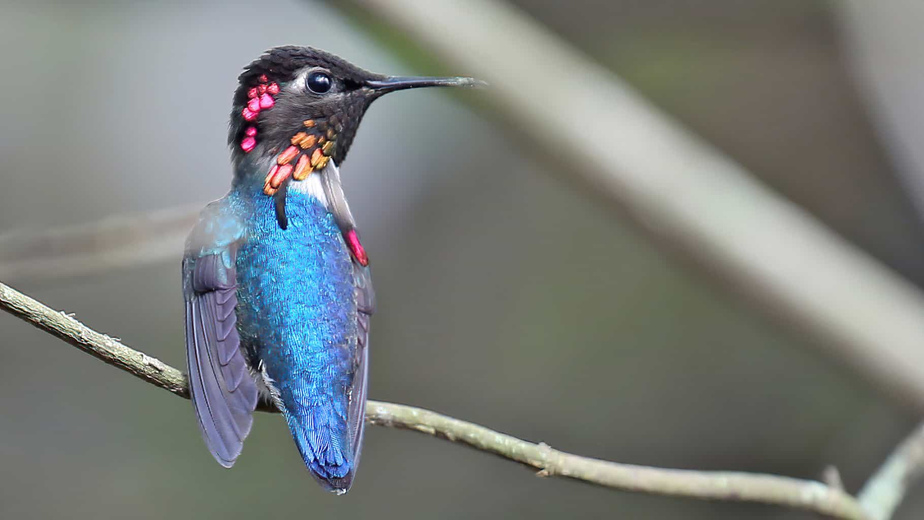 Bee Hummingbird