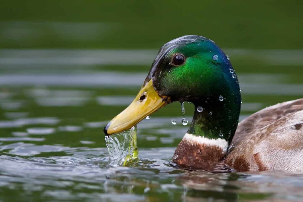 Ducks in Virginia