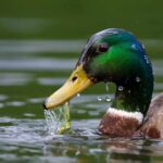 Ducks in Virginia
