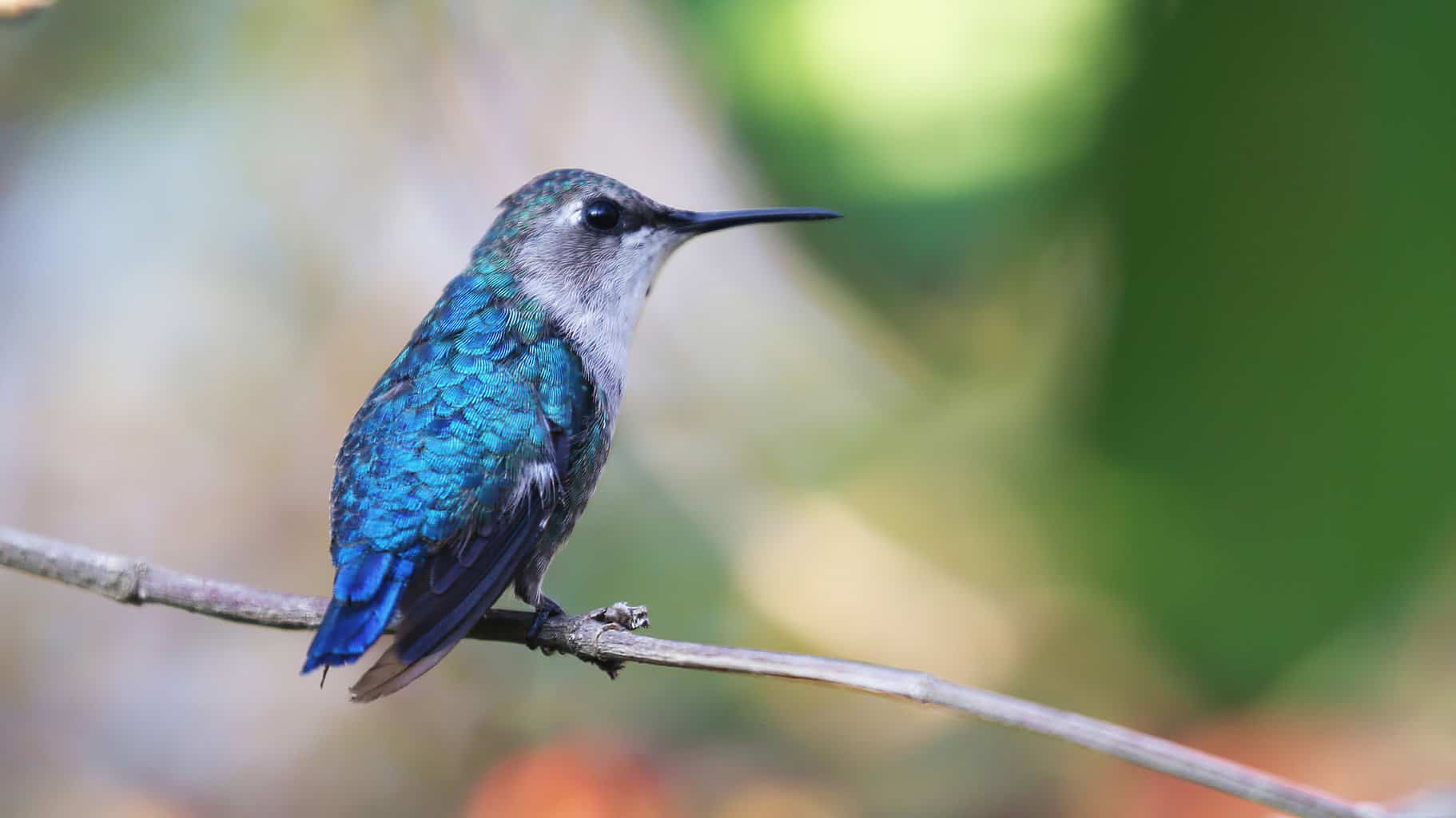 Female bee hummingbird