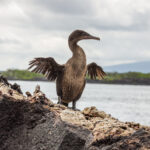 Flightless cormorant