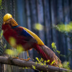 Golden Pheasant