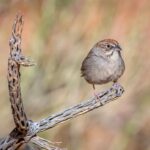 Sparrows in Kansas