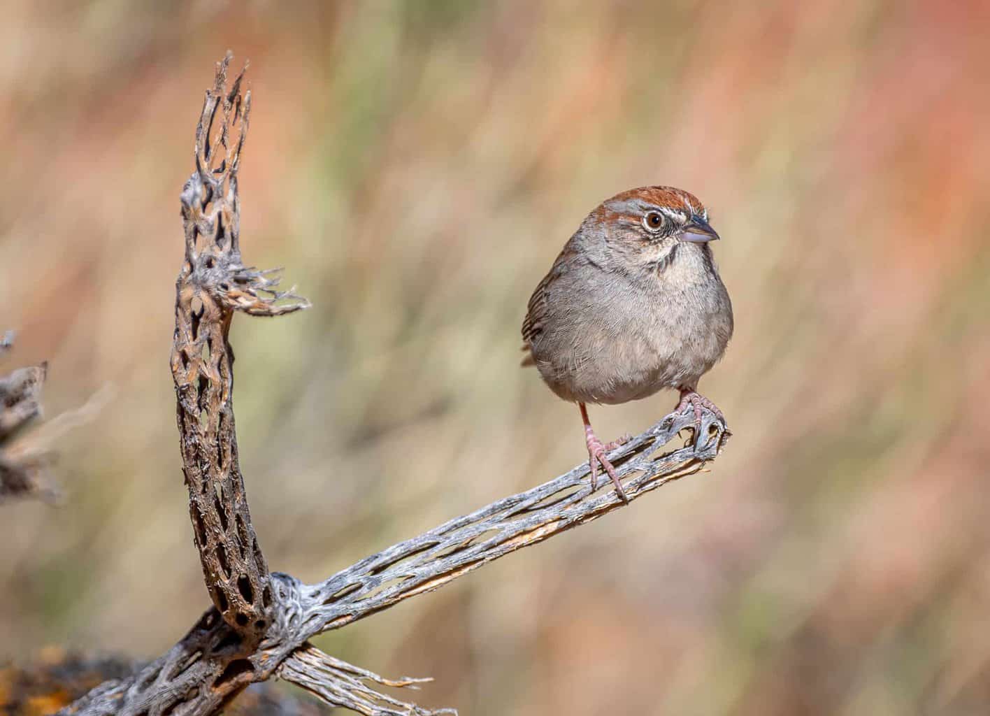 Sparrows in Kansas