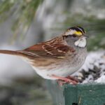 Sparrows in Michigan
