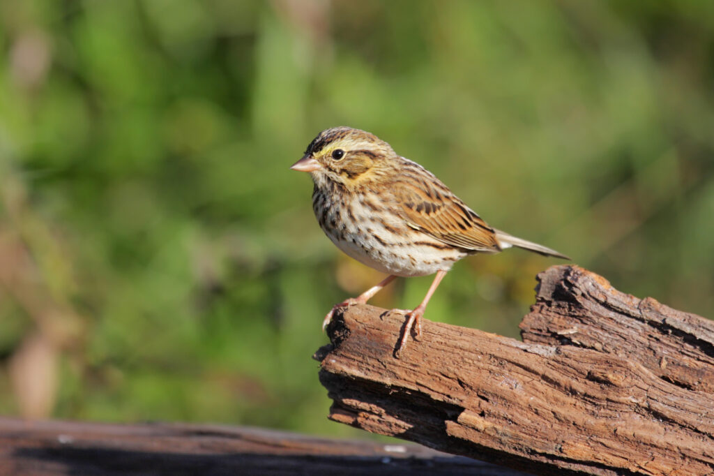 Sparrows in North Carolina
