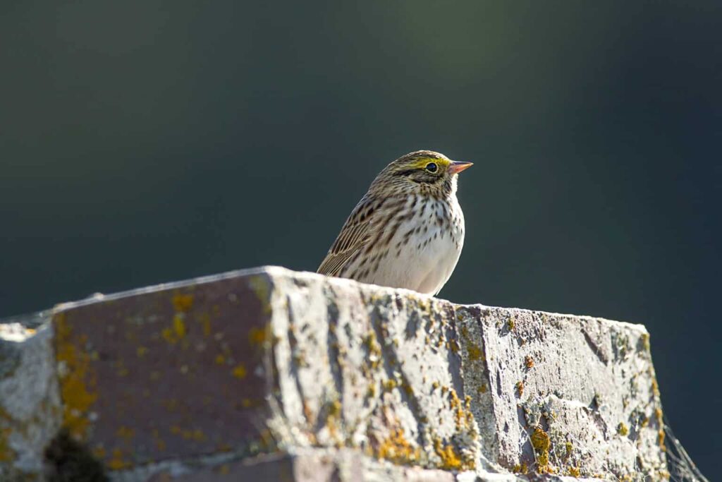 Sparrows in Texas