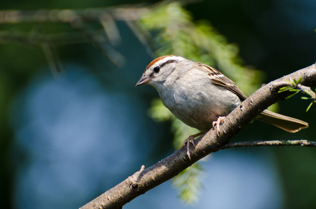 Sparrows in Wisconsin