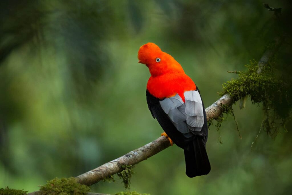 andean cock-of-the-rock