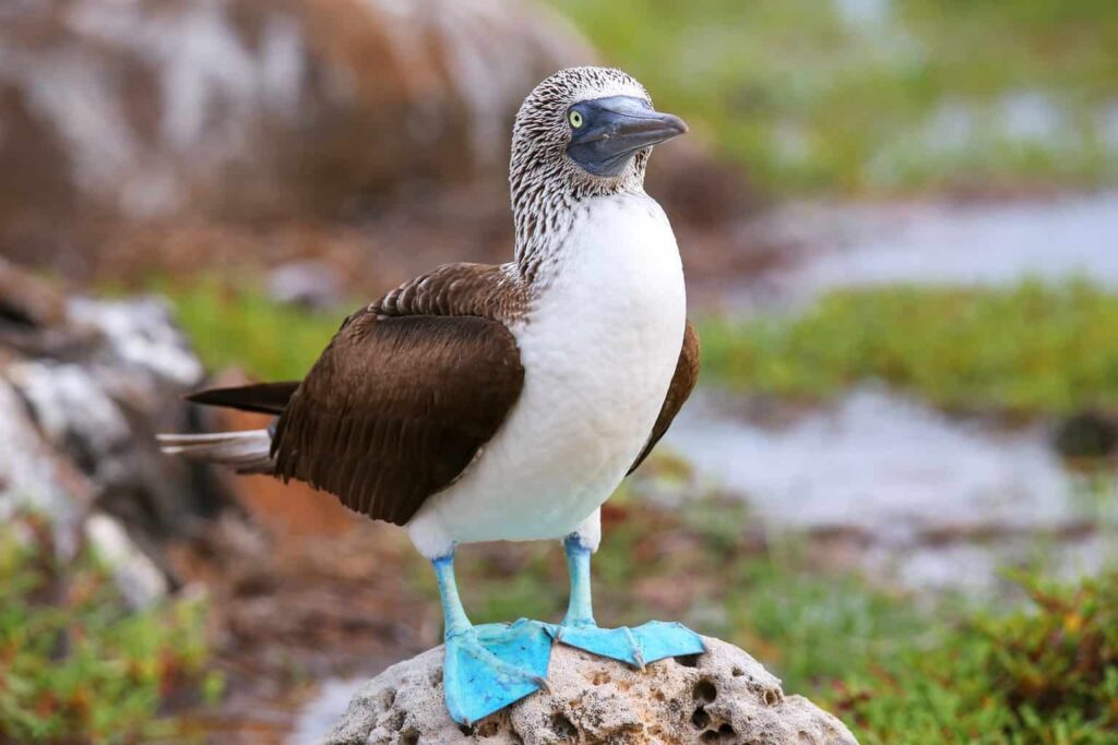 blue-footed booby