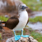 blue-footed booby