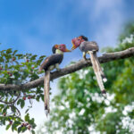 helmeted hornbill