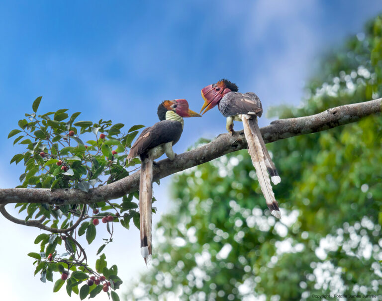 helmeted hornbill