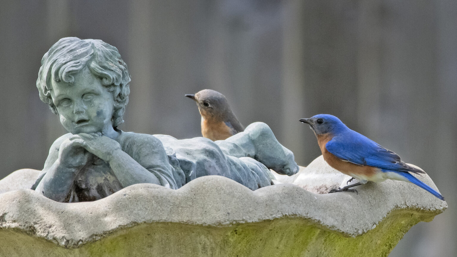 How to Attract Bluebirds: 8 Effective Tips in 2026