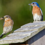 How to Attract Bluebirds