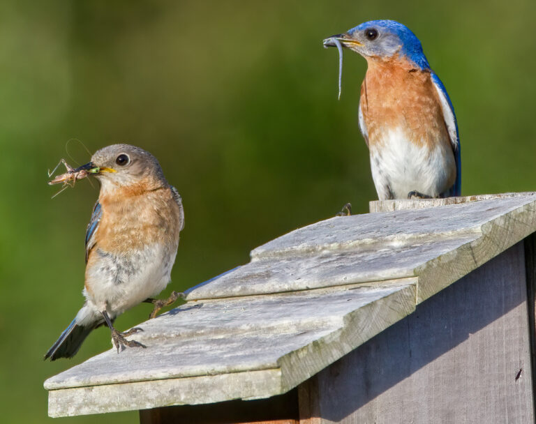 How to Attract Bluebirds