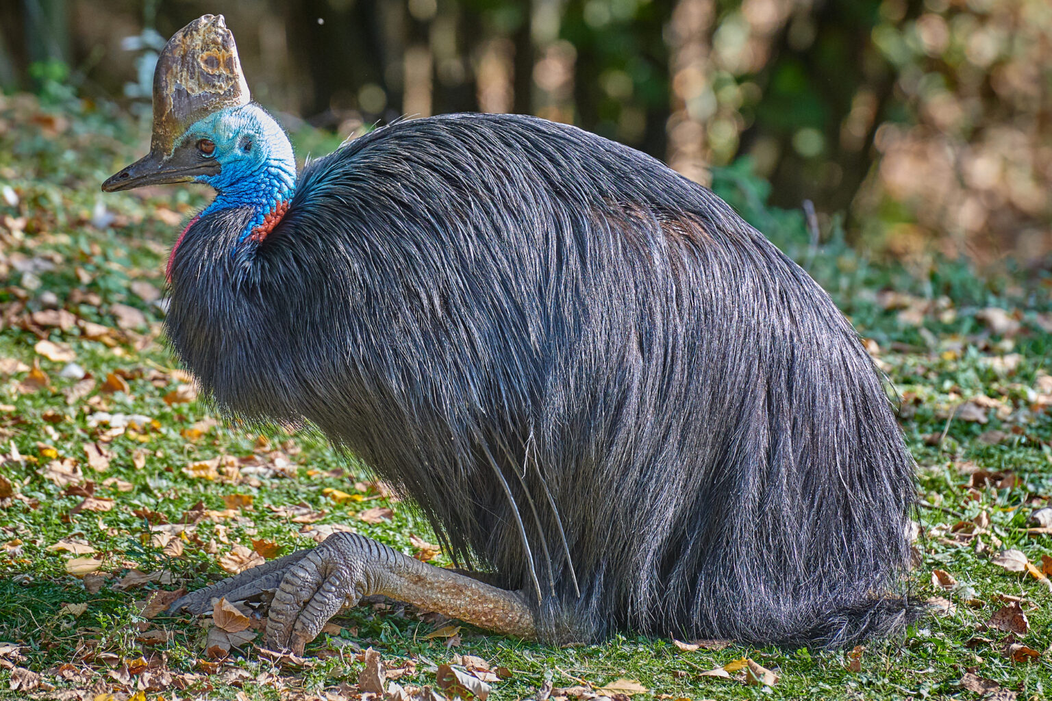 The Southern Cassowary Australia s Heaviest Bird