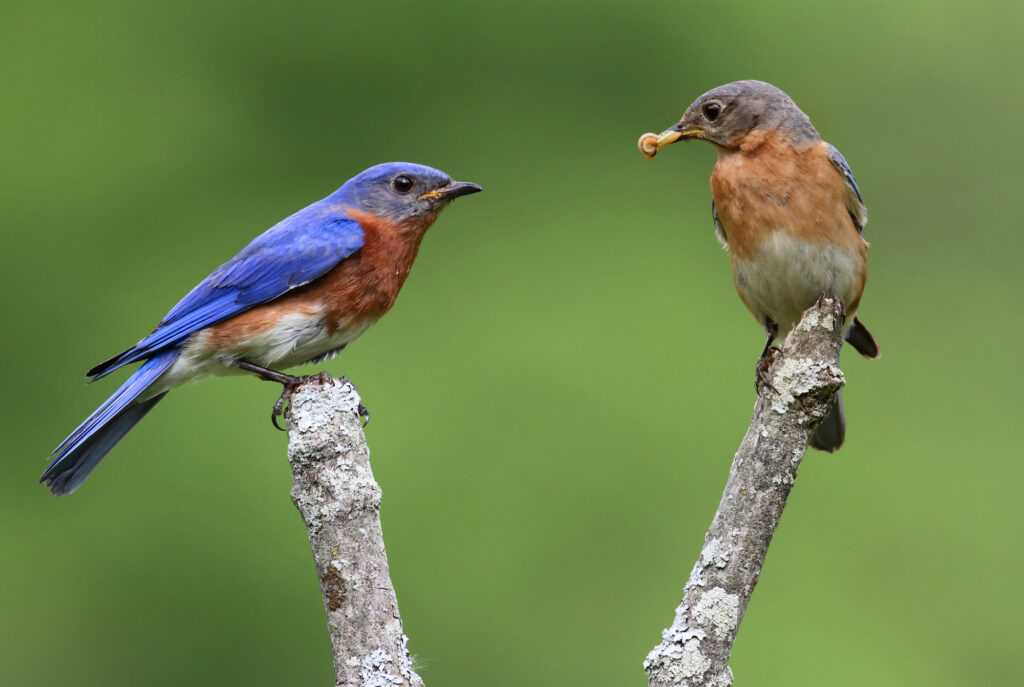 do bluebirds mate for life