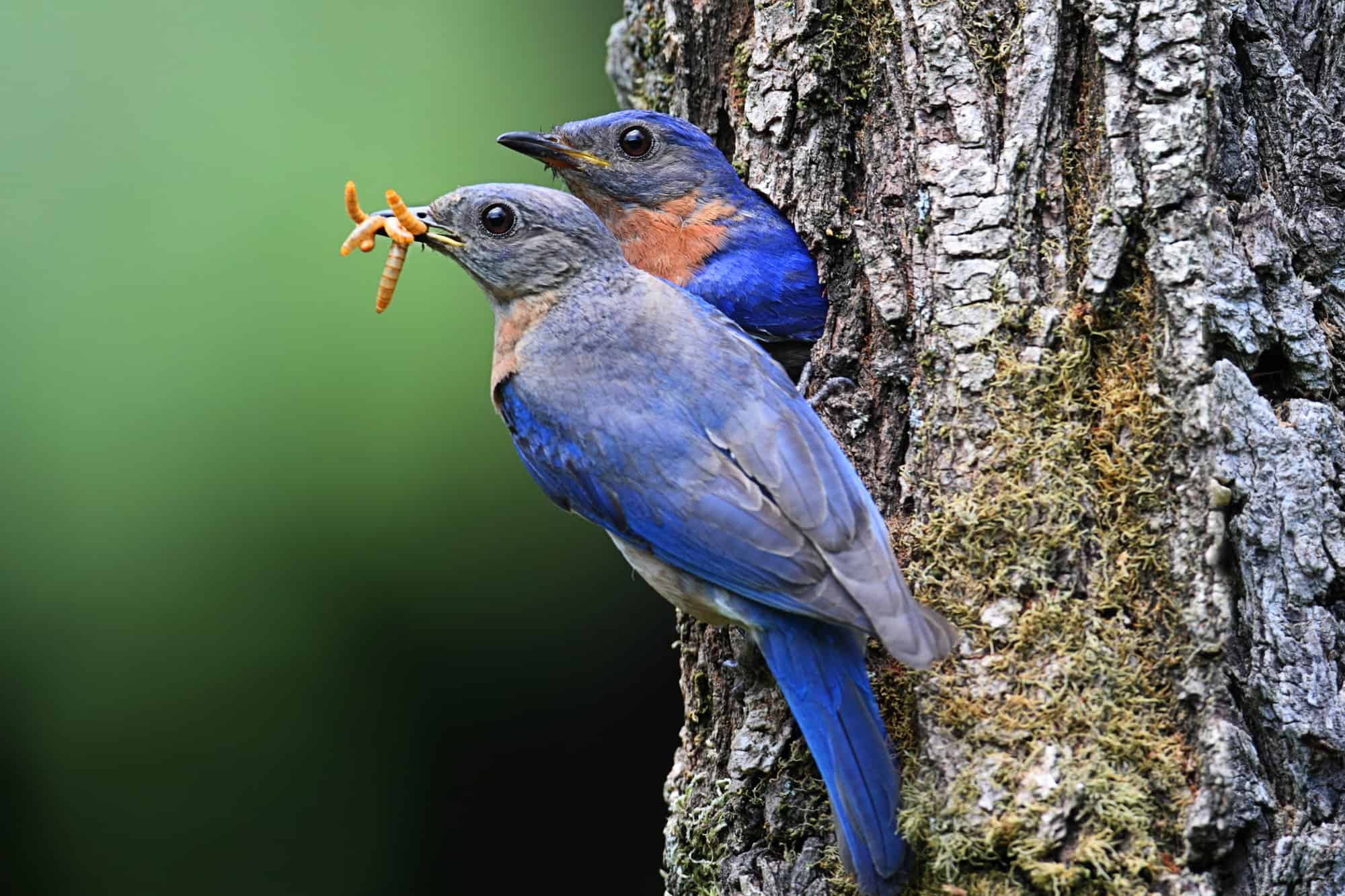 do bluebirds migrate