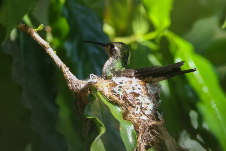 hummingbird building a nest video